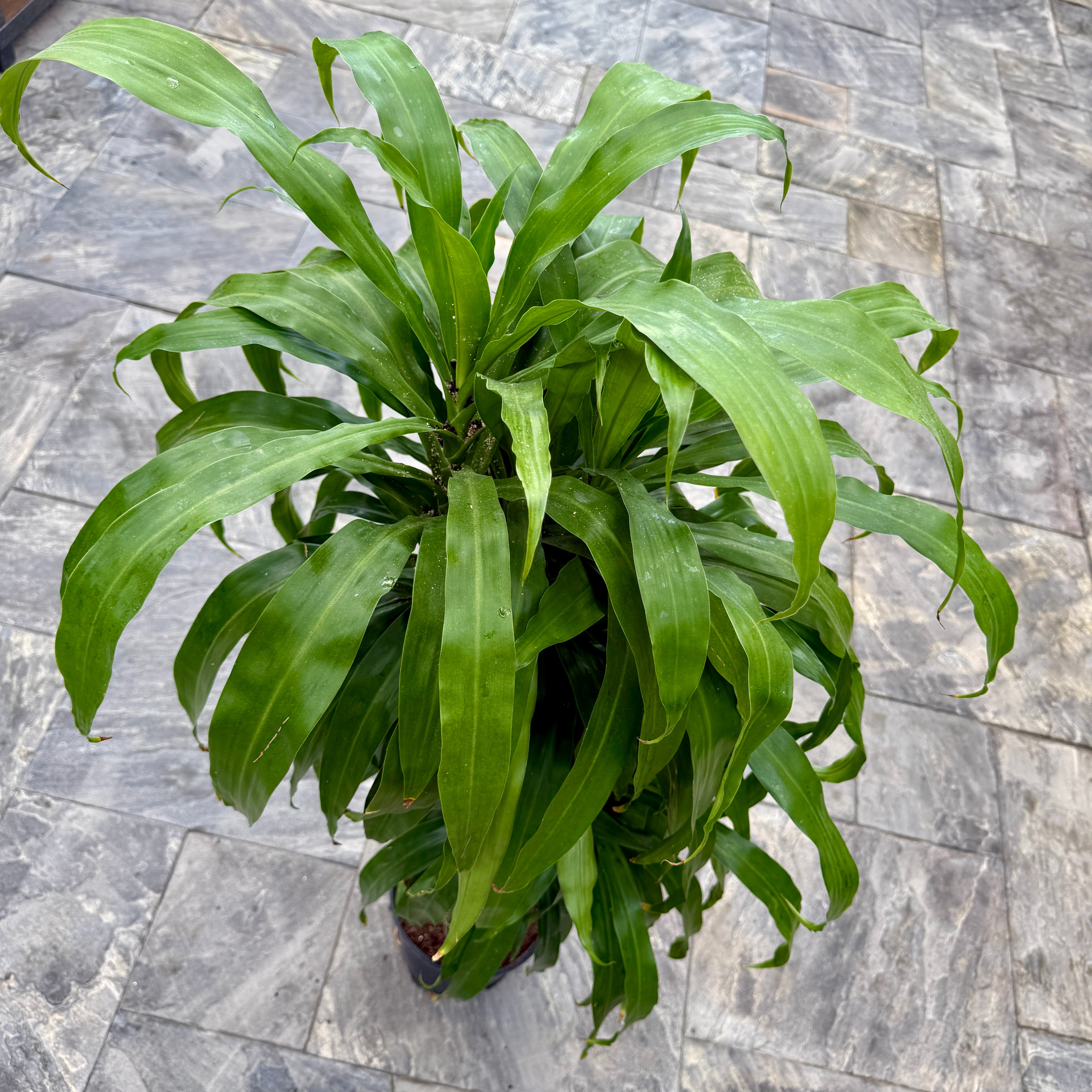 Corn Plant (Dracaena massangeana) - 10" Pot (4'-3'-2' PPP)