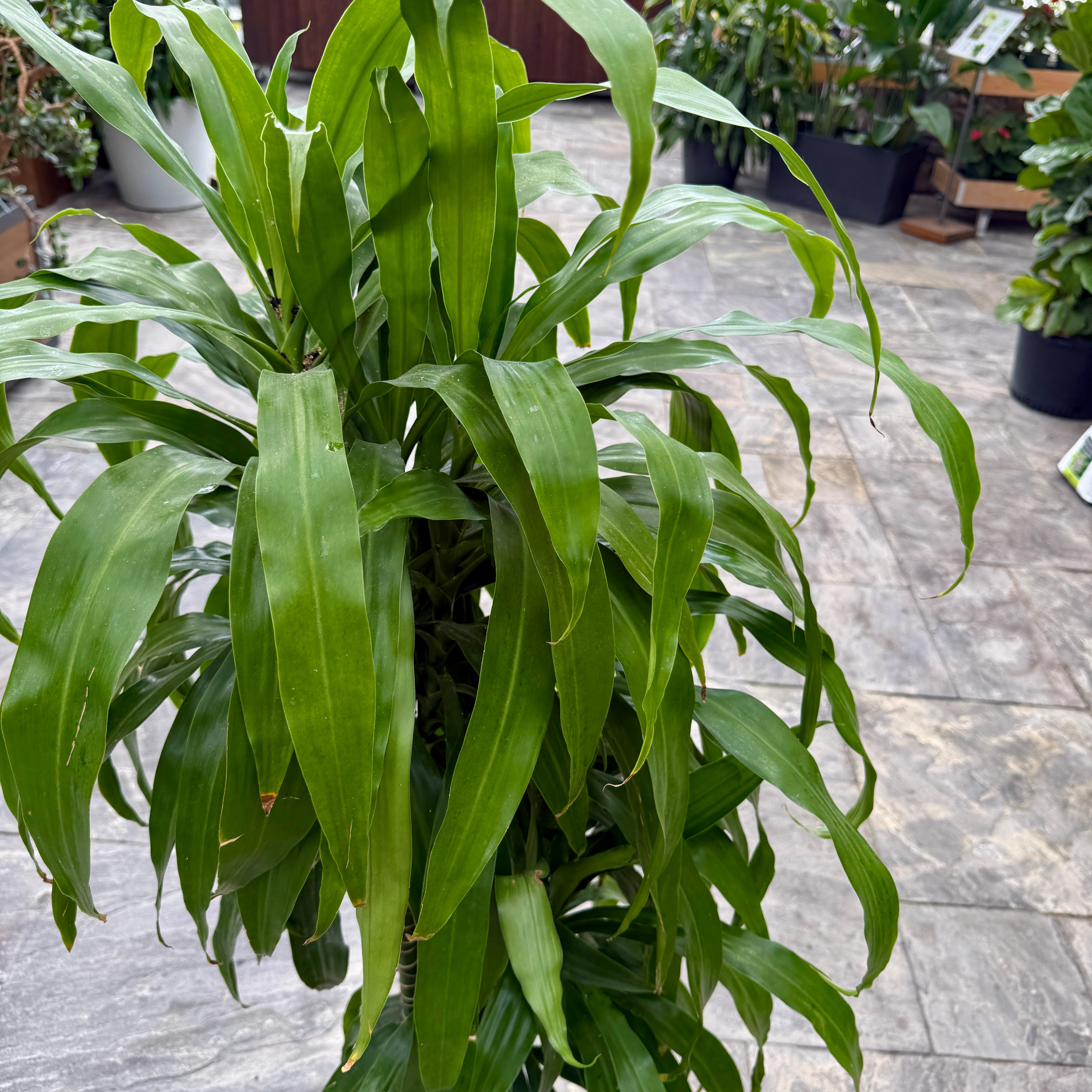 Corn Plant (Dracaena massangeana) - 10" Pot (4'-3'-2' PPP)