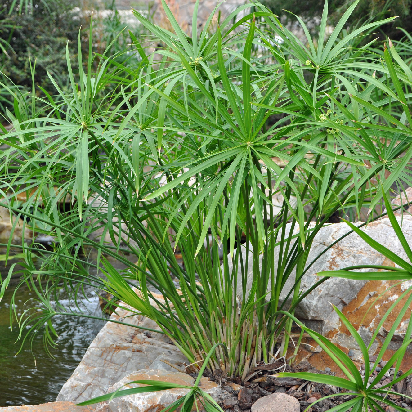 Umbrella Palm (Cyperus alternifolius) - 5.5" Pot