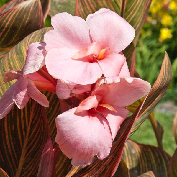 Canna 'Pink Sunburst' (Canna sp.)