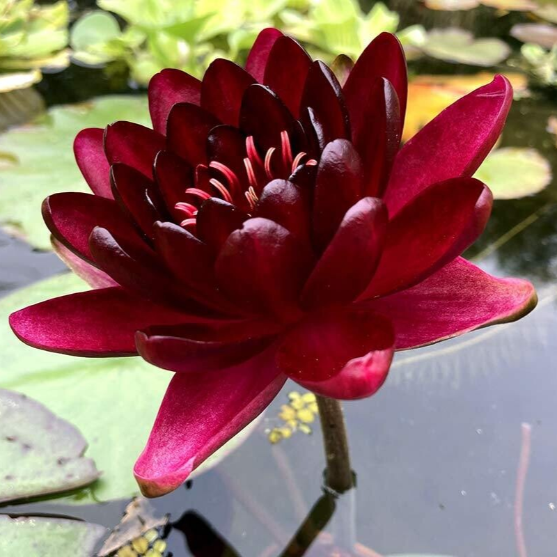 Hardy Water Lily Red 'Black Princess' (Nymphaea 'Black Princess') - 8" Pot
