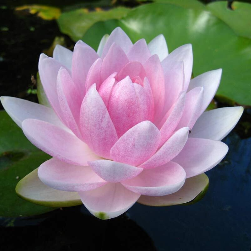 Hardy Water Lily Pink 'Mme Wilfron Gonnere' (Nymphaea ' Mme Wilfron Gonnere') - 8" Pot
