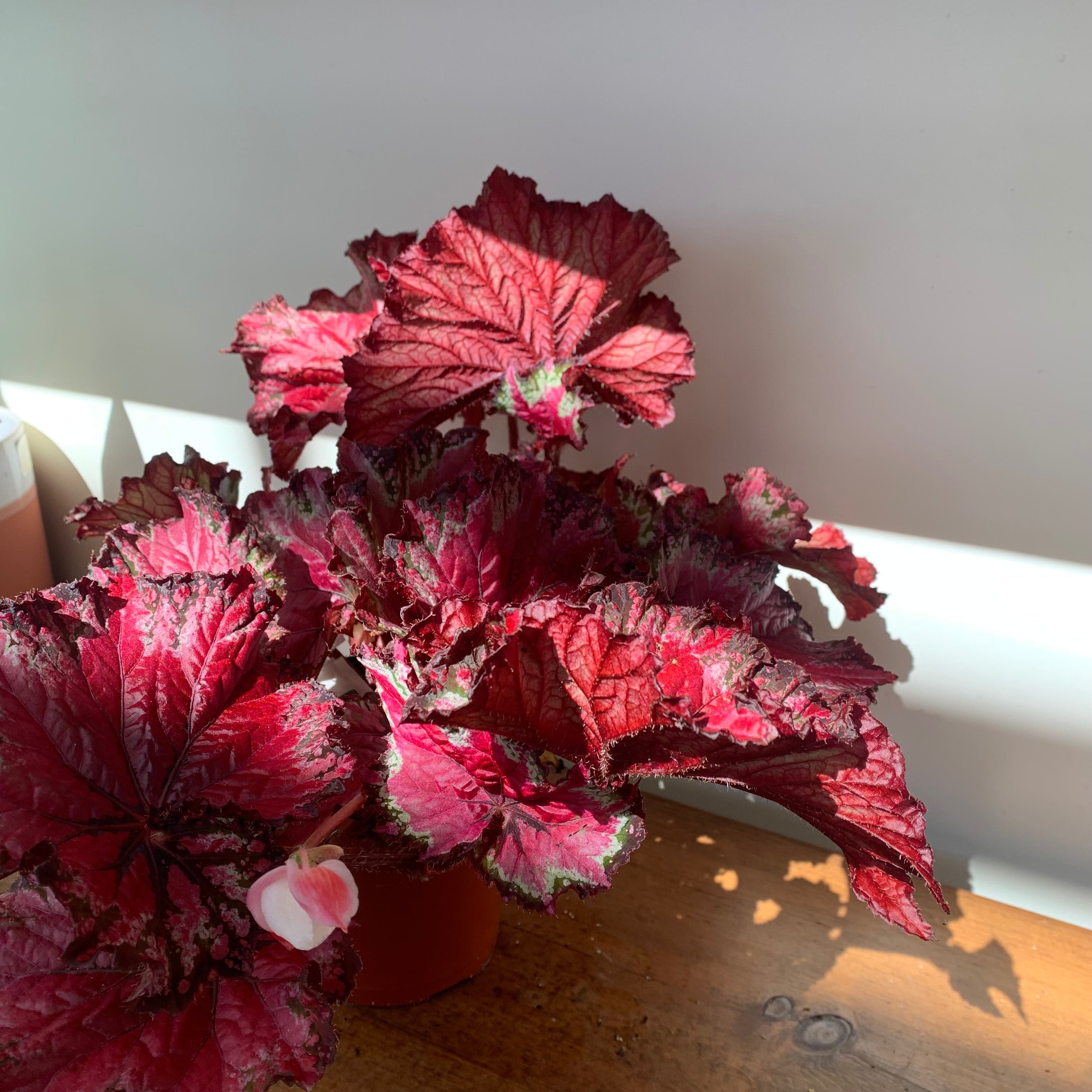 Begonia Rex (Begonia rex cultorum)