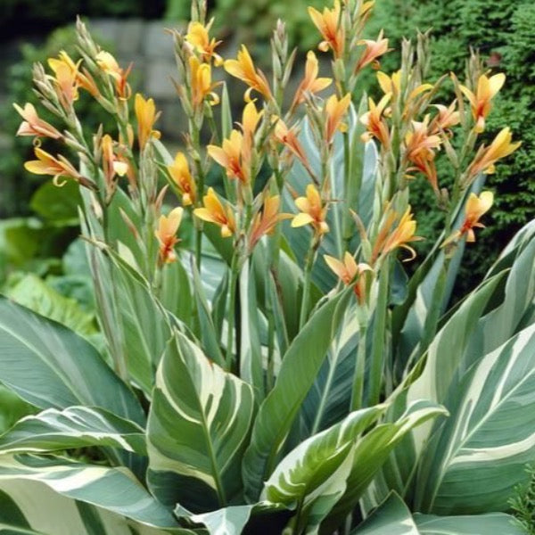 Canna 'Stuttgart' (Canna sp.)