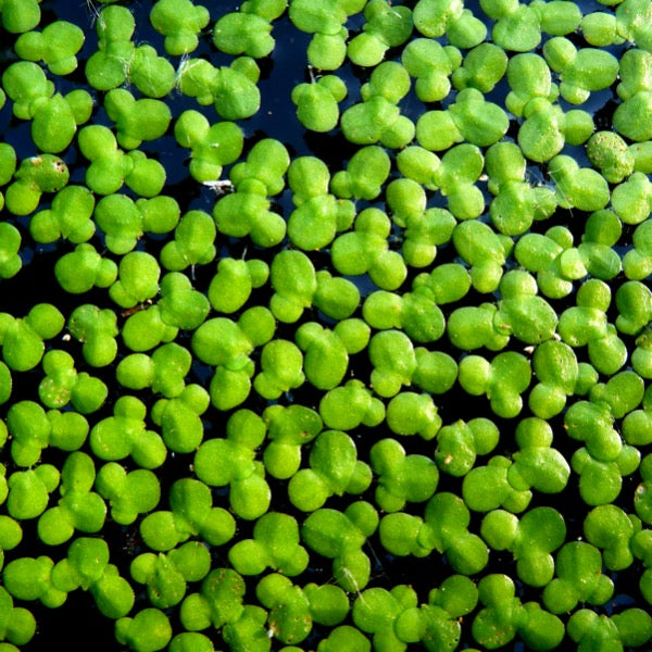 Duckweed (Lemna triscula)