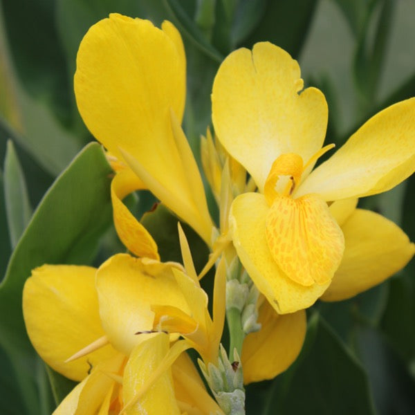 Canna 'Lemon Punch' (Canna sp.)