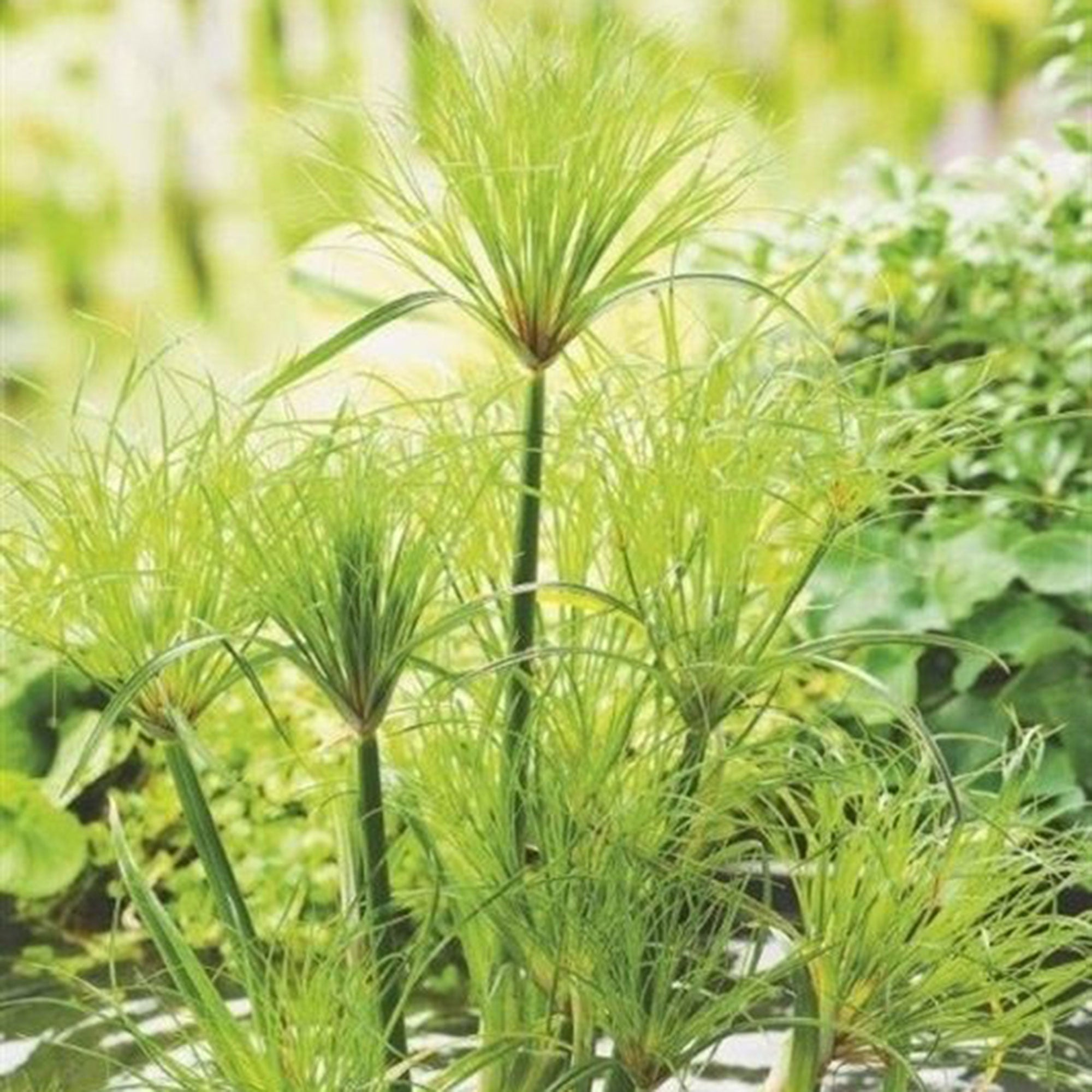 Little Giant Papyrus (Cyperus papyrus percamentus) - 5.5" Pot
