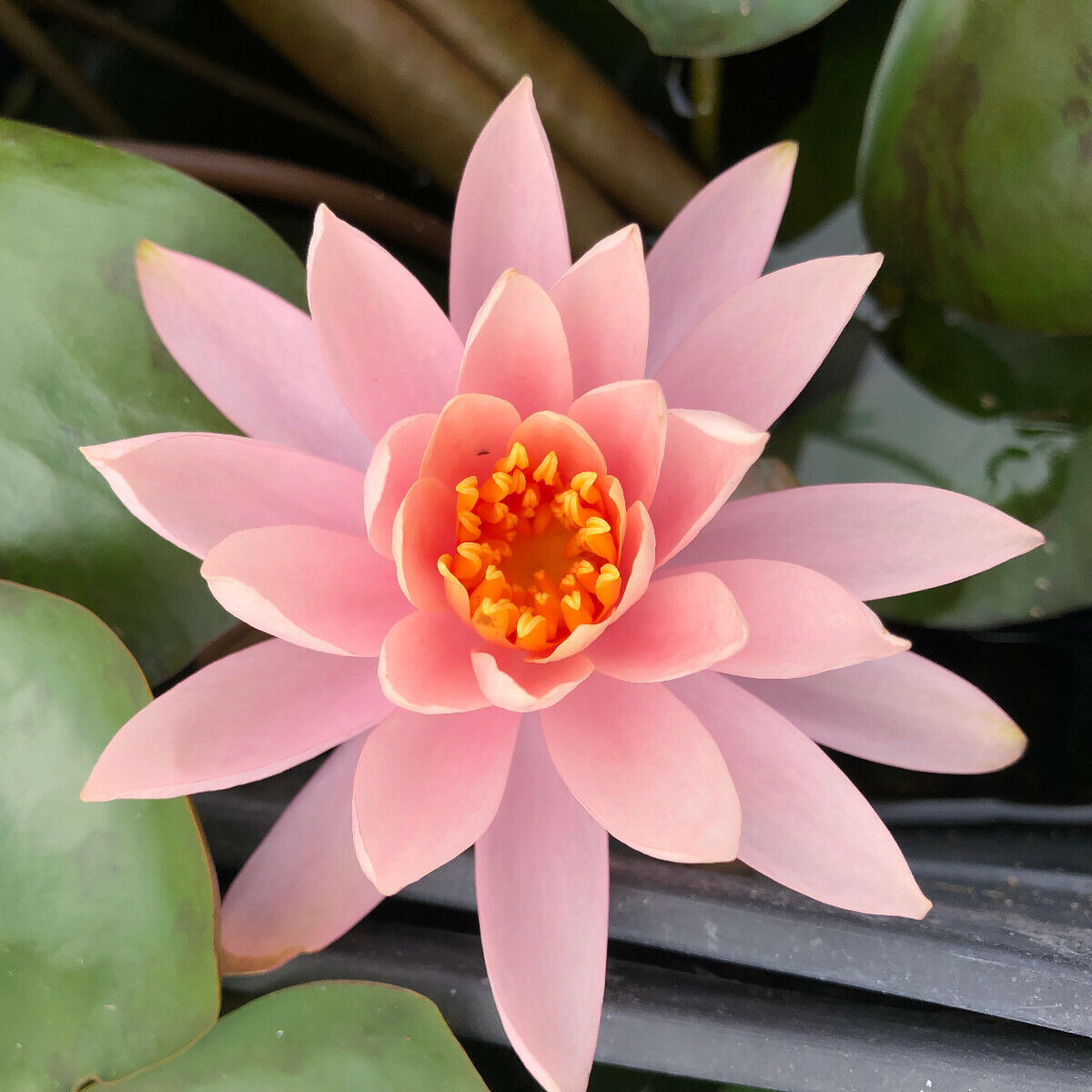 Hardy Water Lily Peach 'Colorado' (Nymphaea 'Colorado') - 8" Pot