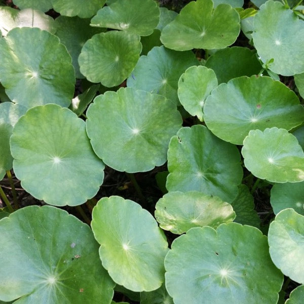 Water Pennywort (Hydrocotyle vulgaris)