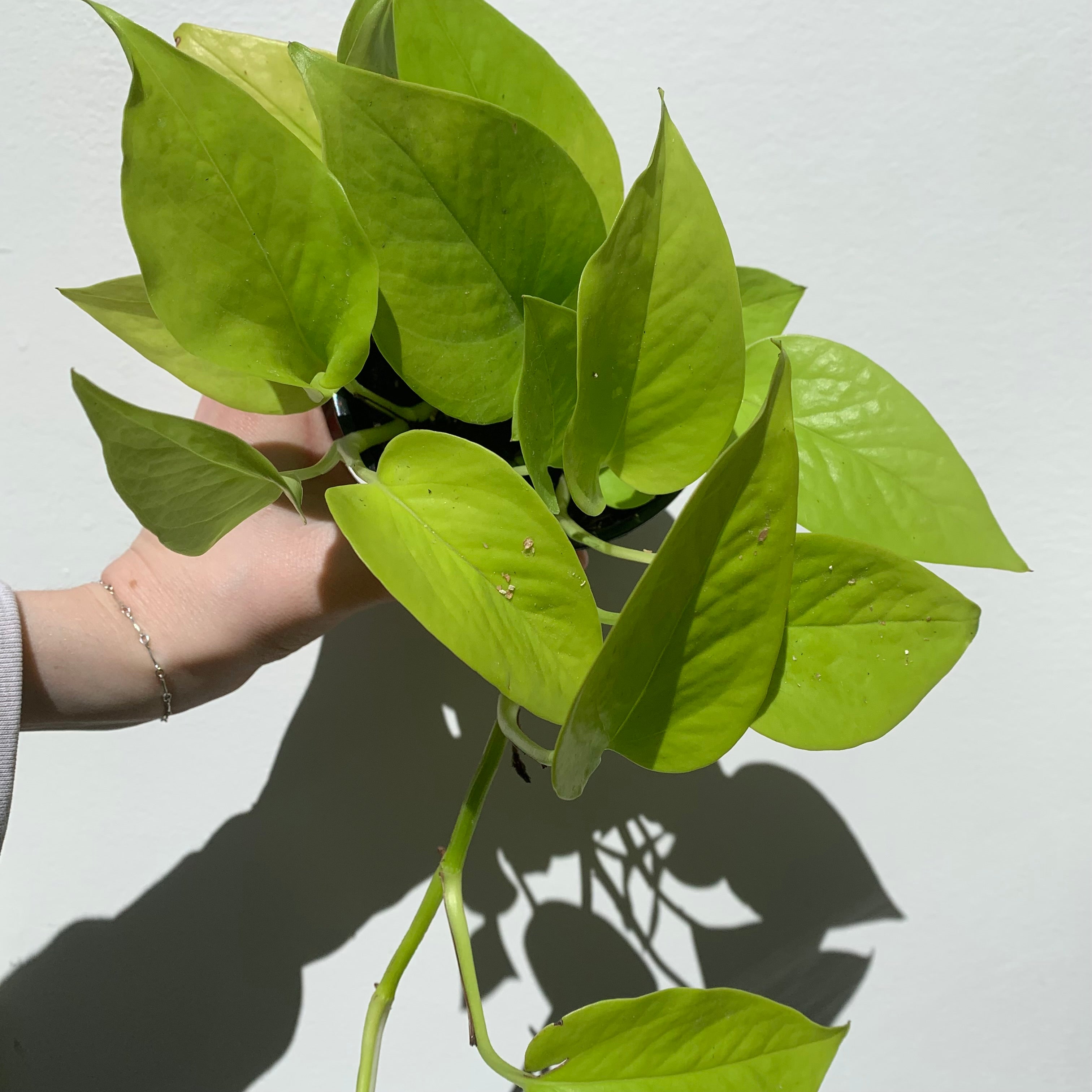 Neon Pothos (Epipremnum Aureum Neon)