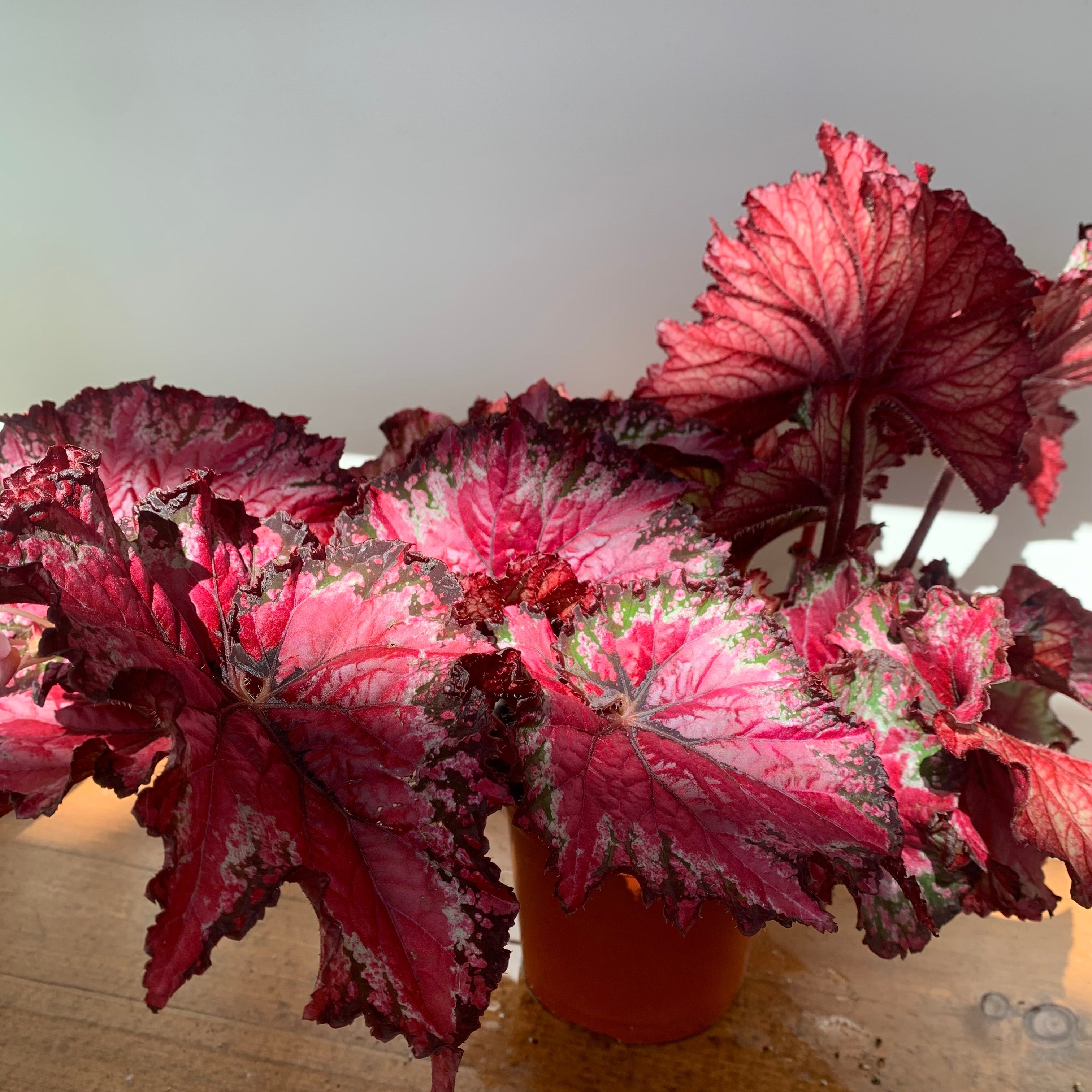 Begonia Rex (Begonia rex cultorum)