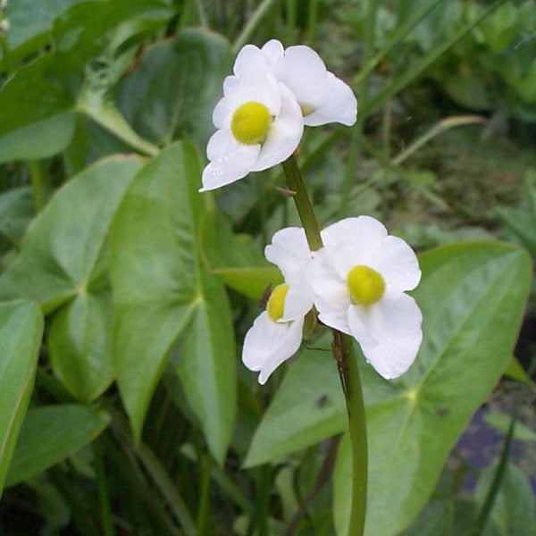 Arrowhead (Sagittaria latifolia)