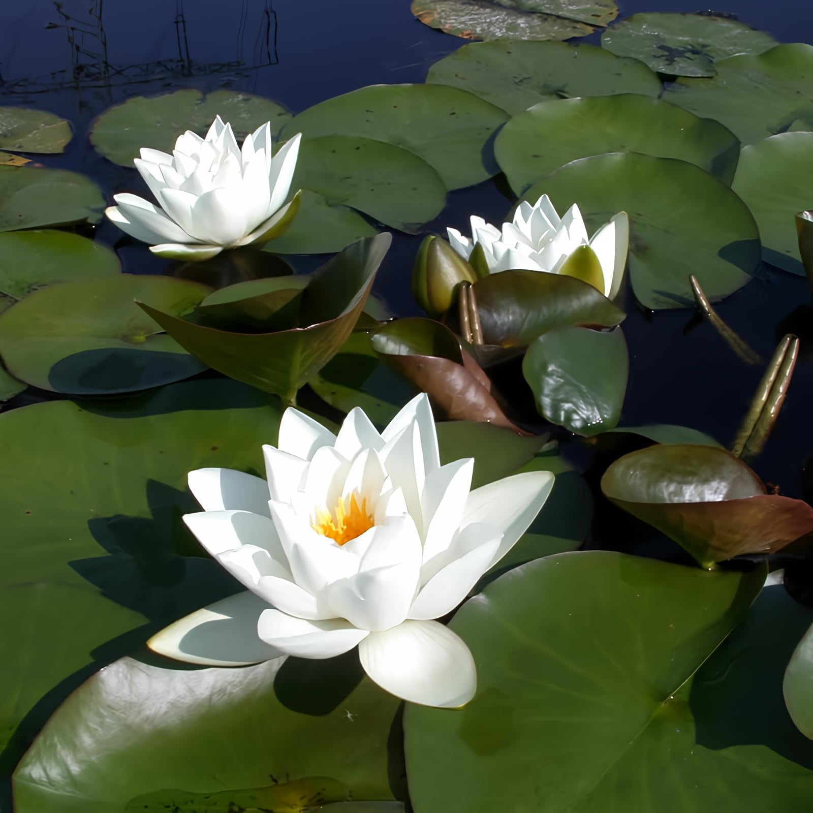 Hardy Water Lily White 'Virginalis' (Nymphaea 'Virginalis') - 8" Pot
