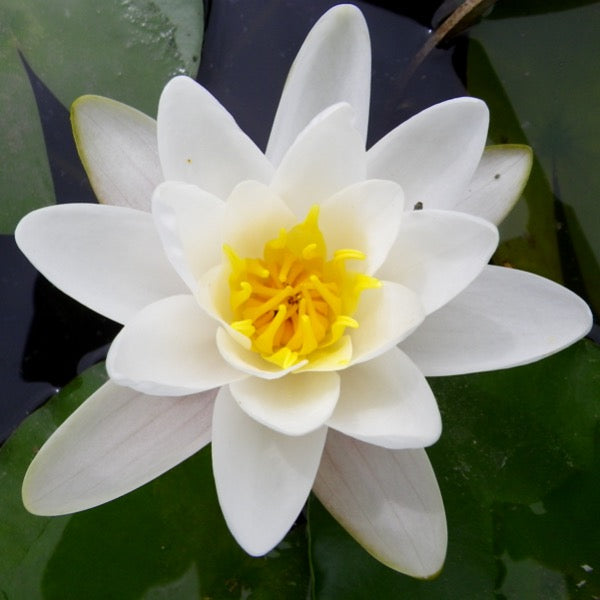 Hardy Water Lily 'Candida' (Marliac)