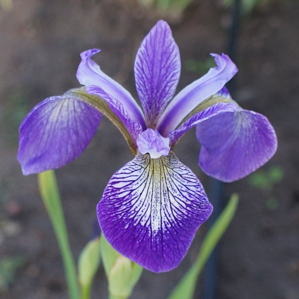 Blue Water Iris (Iris versicolor)