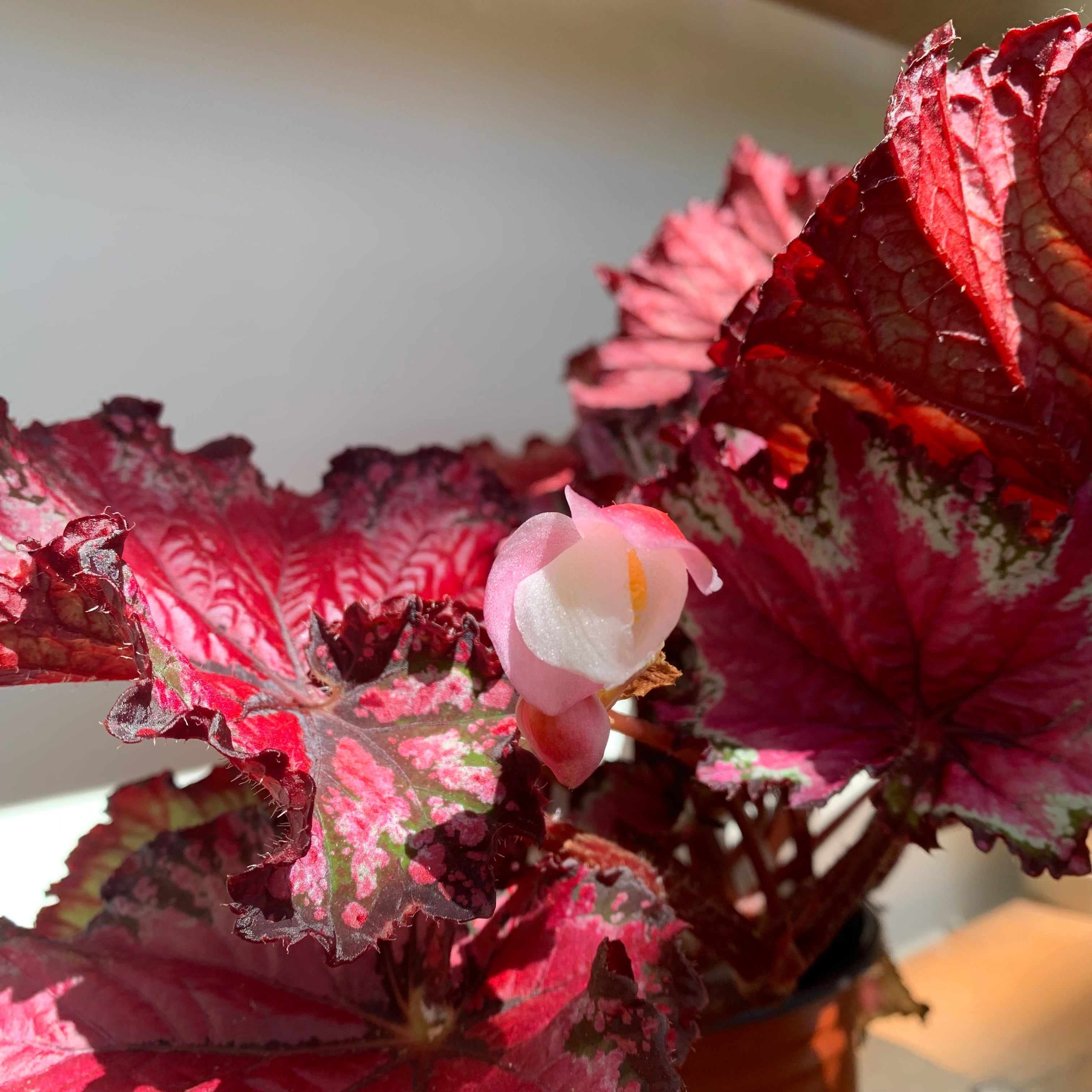 Begonia Rex (Begonia rex cultorum)