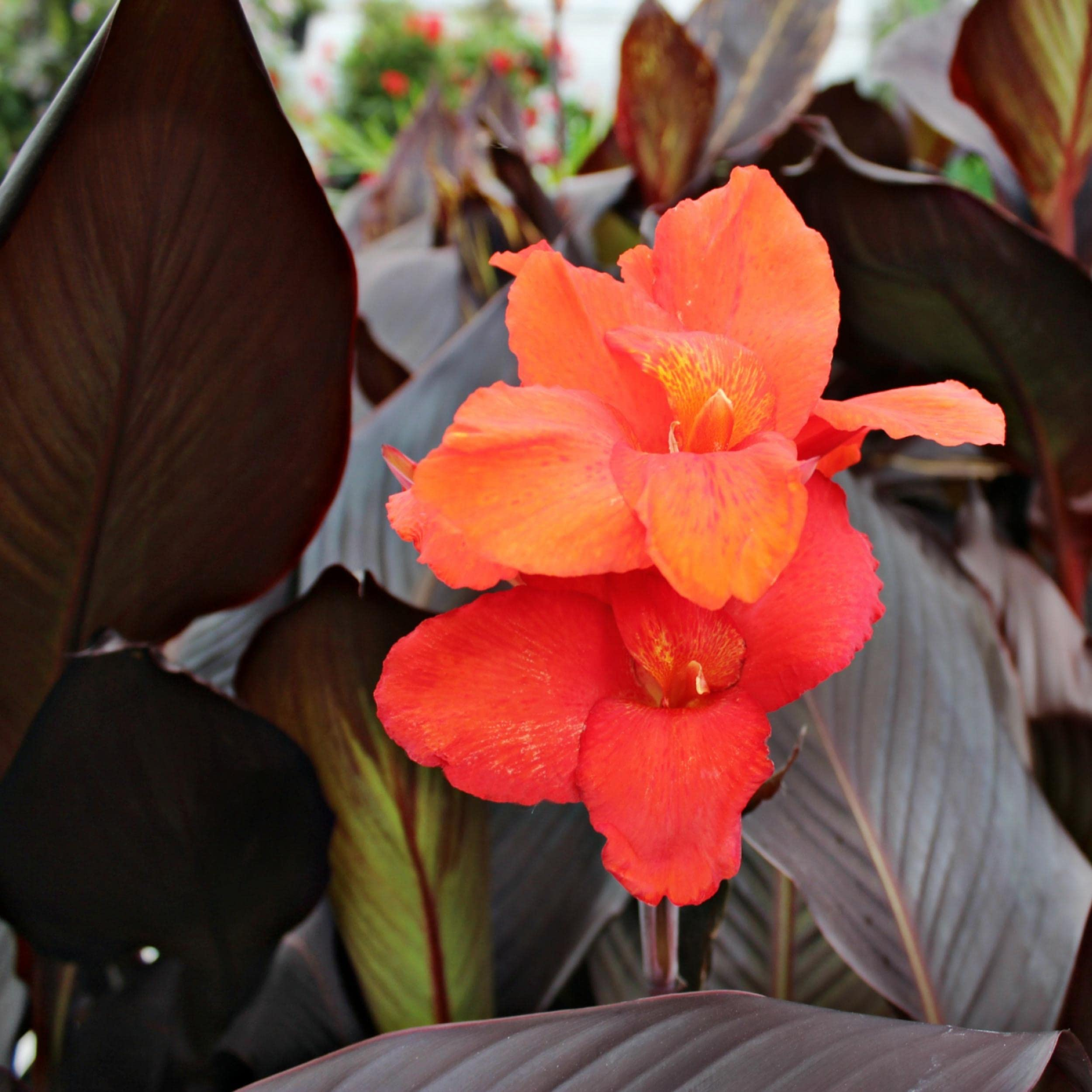 Canna 'Australia' (Canna sp. 'Australia') - 5.5" Pot