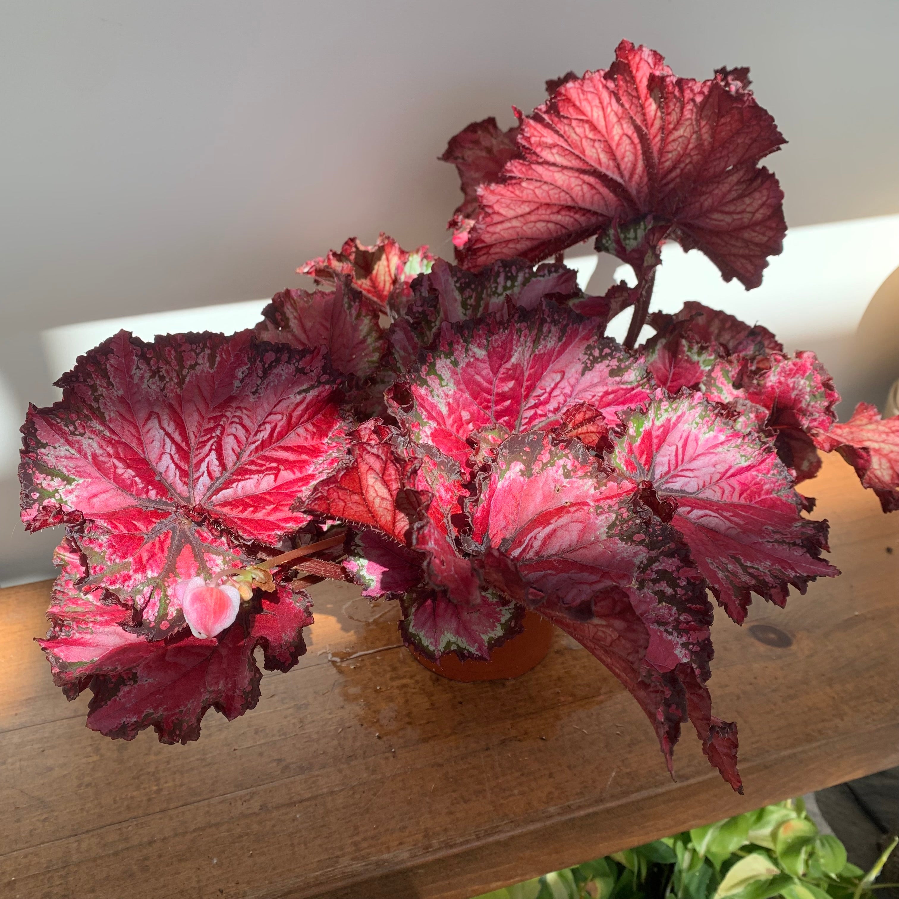 Begonia Rex (Begonia rex cultorum)