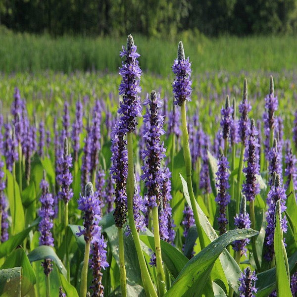 Pickerel Rush (Pontederia cordata)