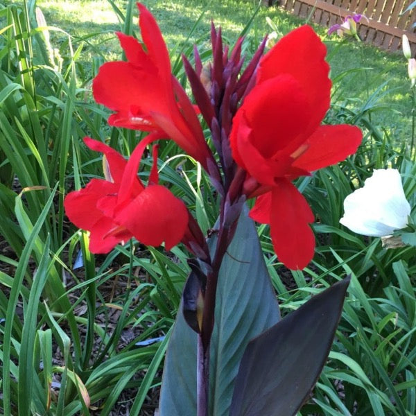 Canna 'Black Knight' (Canna sp.)