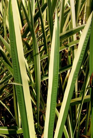 Variegated Sweet Flag (Acorus calamus variegatus)