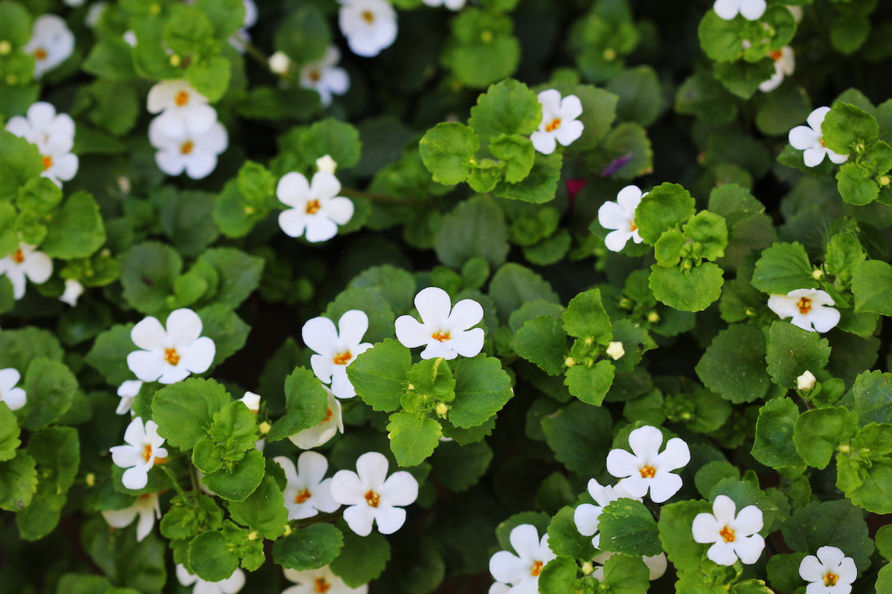 Water Hyssop (Bacopa monnieri)