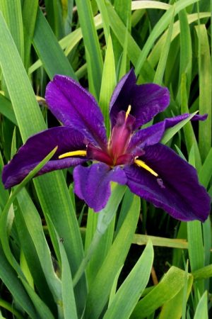 Iris 'Black Gamecock' (Iris louisiana)