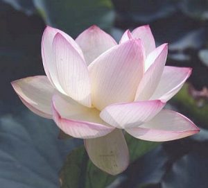 Chawan Basu Lotus (Nelumbo Chawan Basu)