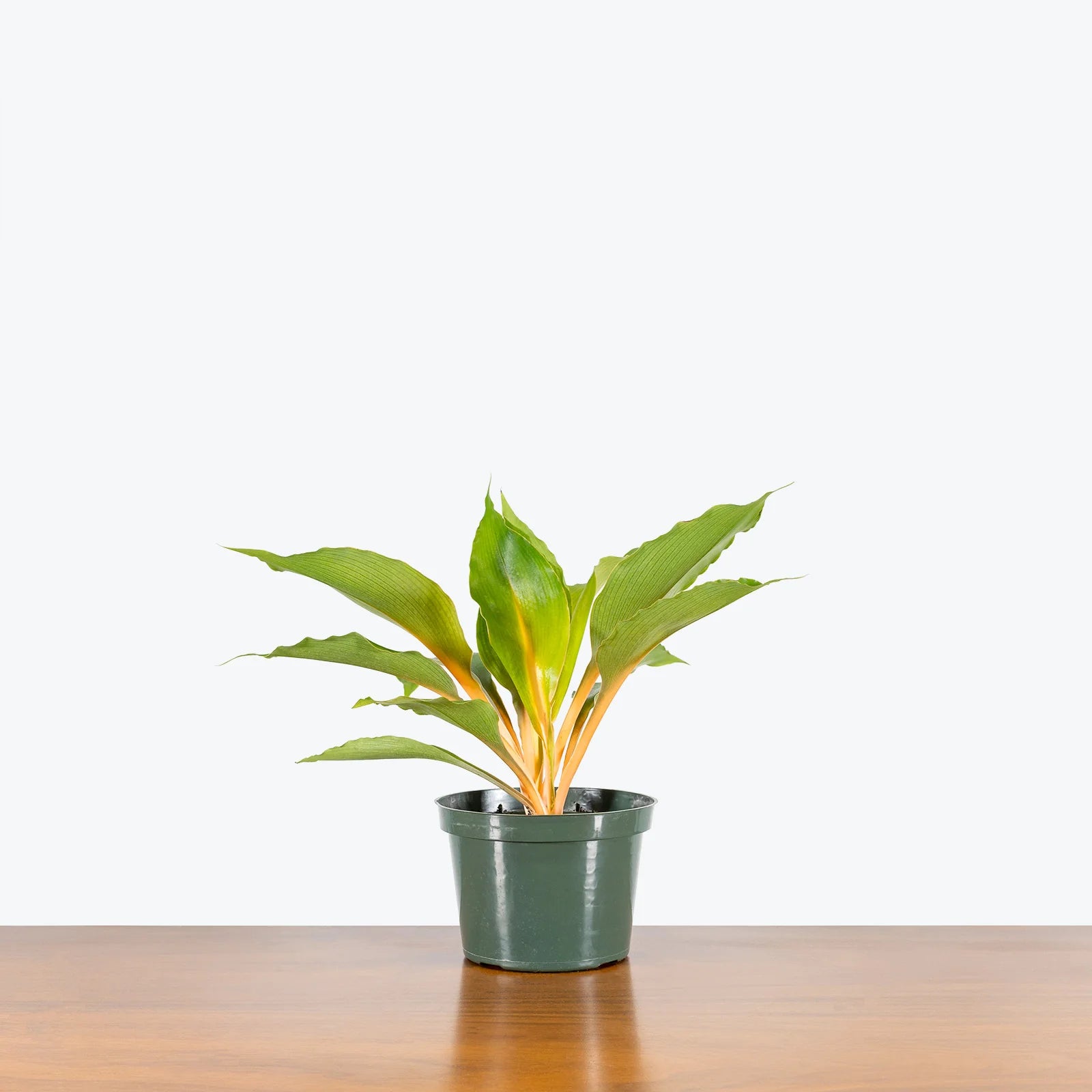 Spider Plant Mandarin Orange (Chlorophytum Mandarin)