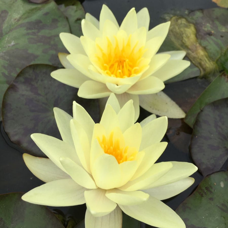 Hardy Water Lily Yellow 'Chromatella' (Nymphaea 'Chromatella') - 8" Pot