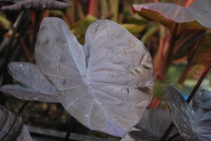 Black Coral Taro (Colocasia esculenta)