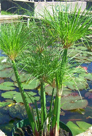 Little Giant Papyrus (Cyperus papyrus percamentus)