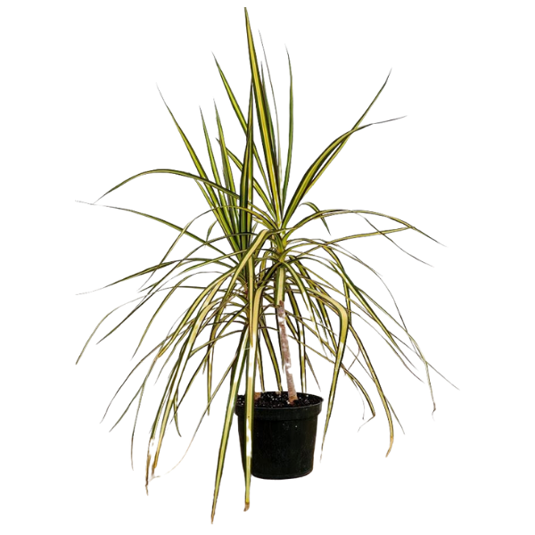 Dragon Tree 'Ray of Sunshine' (Dracaena marginata)