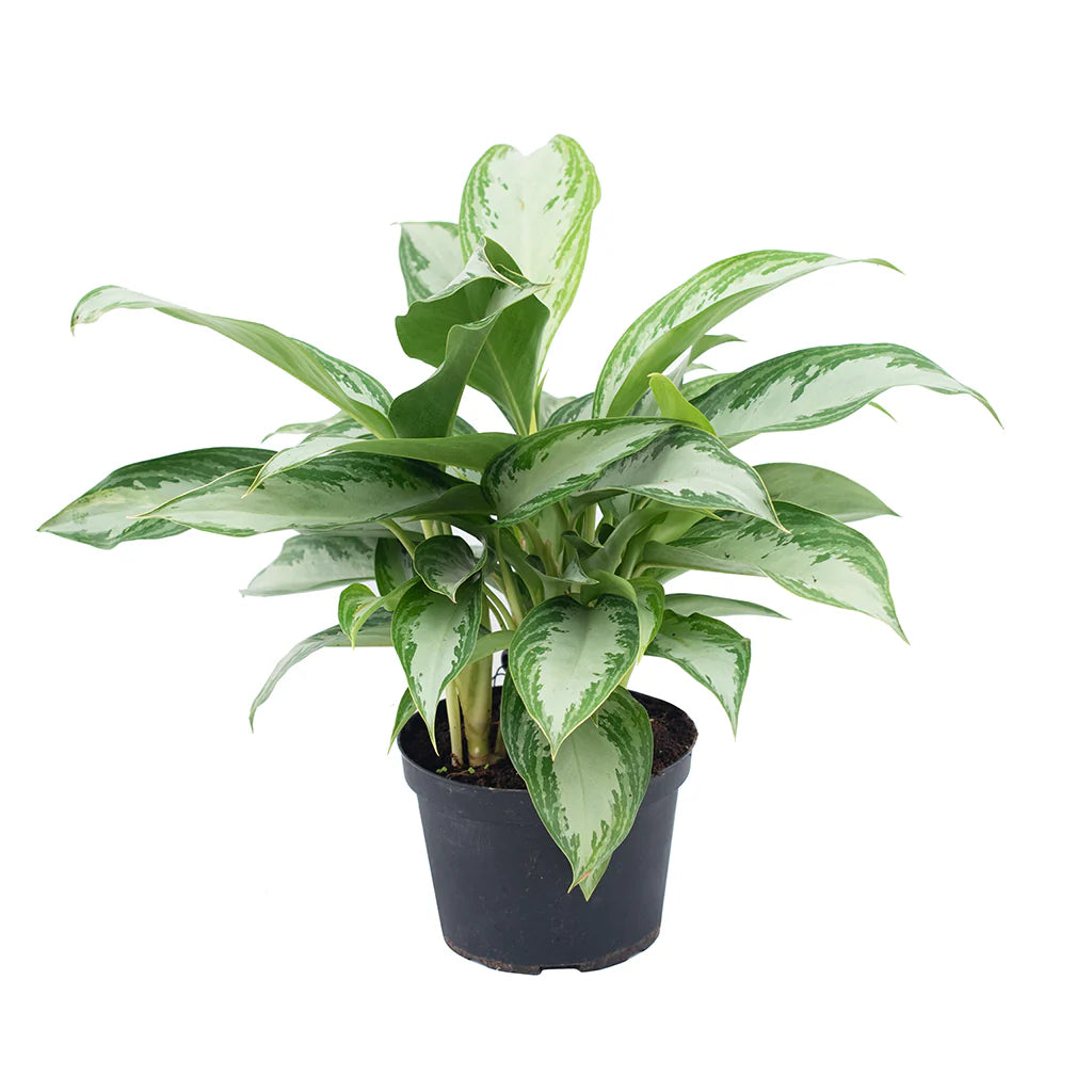 Chinese Evergreen 'Silver Bay' (Aglaonema)