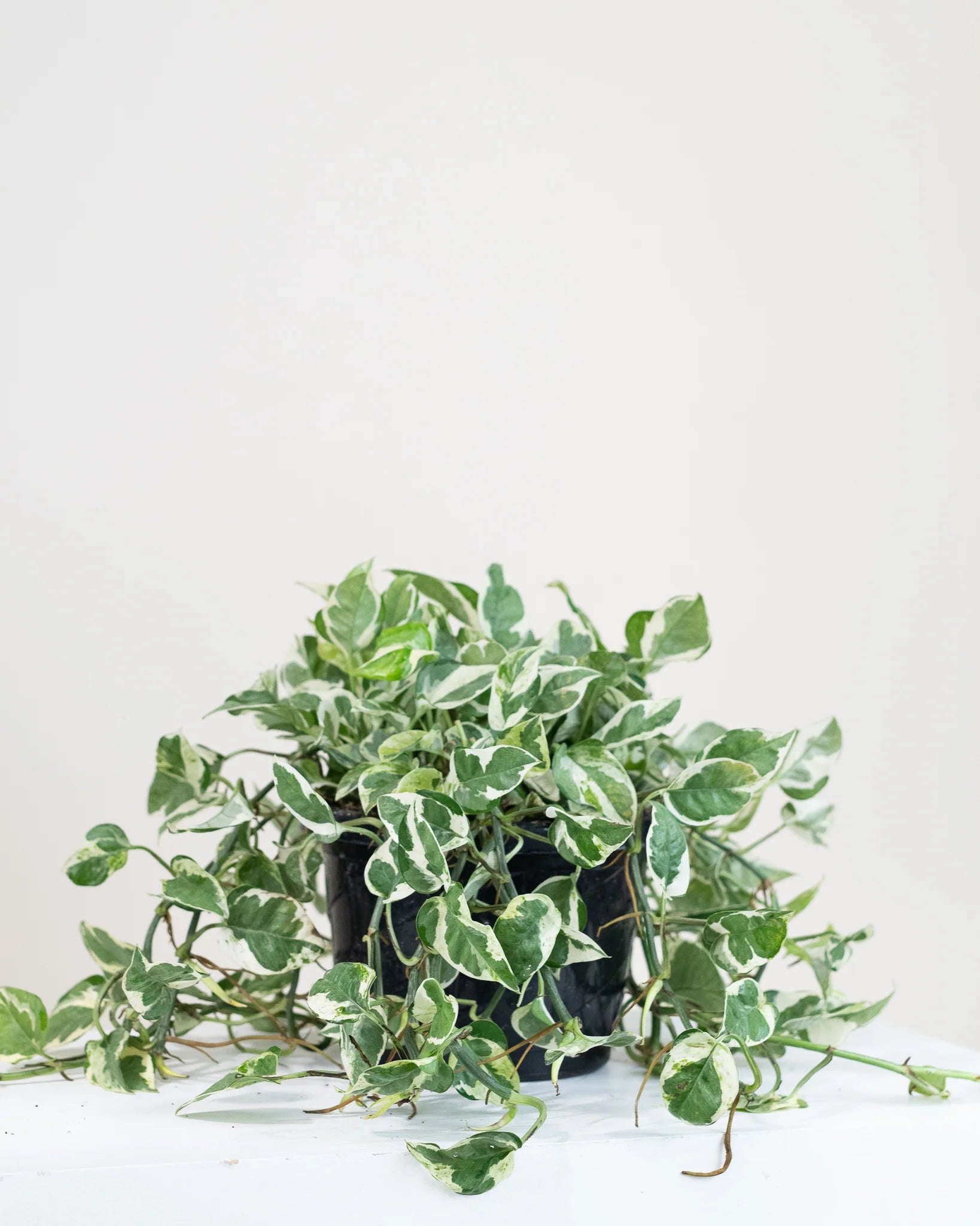 Pearl & Jade Pothos (Epipremnum Aureum)