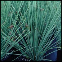 Blue Rush (Juncus glaucus)