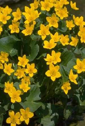 Marsh Marigold (Caltha palustris)