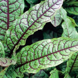 Bloody Dock (Rumex sanguineus)