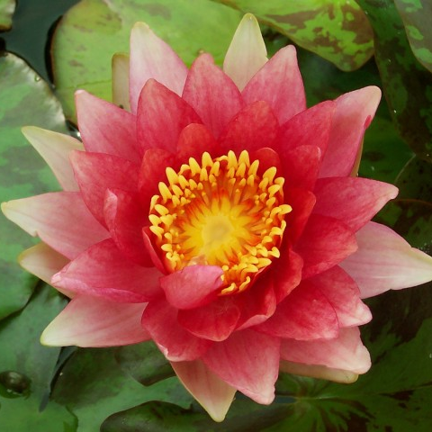 Hardy Water Lily Changeable 'Robinsoniana' (Nymphaea 'Robinsoniana') - 8" Pot