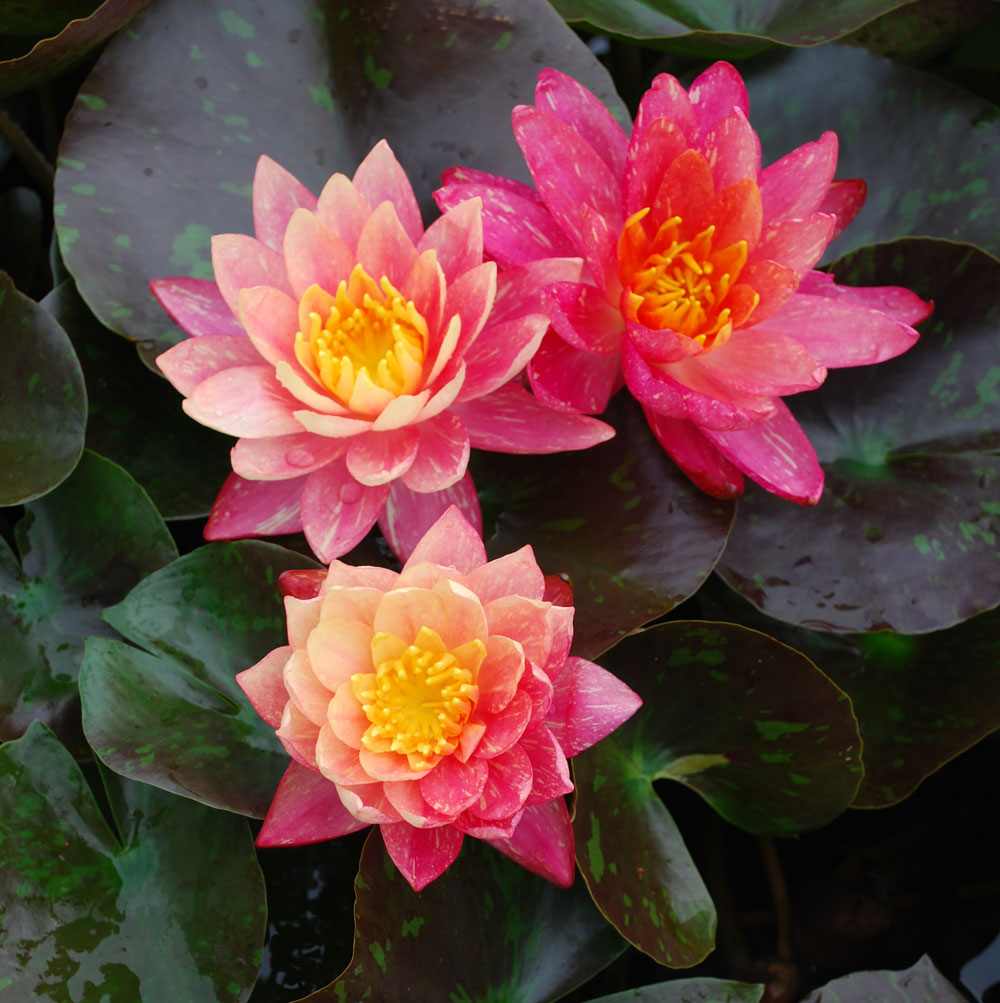 Hardy Water Lily Peach 'Wanvisa' (Nymphaea ' Wanvisa') - 8" Pot