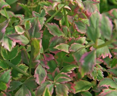 Variegated Water Celery (Hardy)