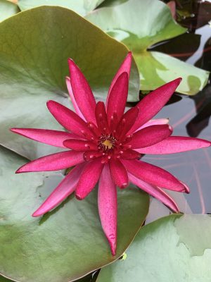 Hardy Water Lily Red 'Hidden Violet' (McDonald)