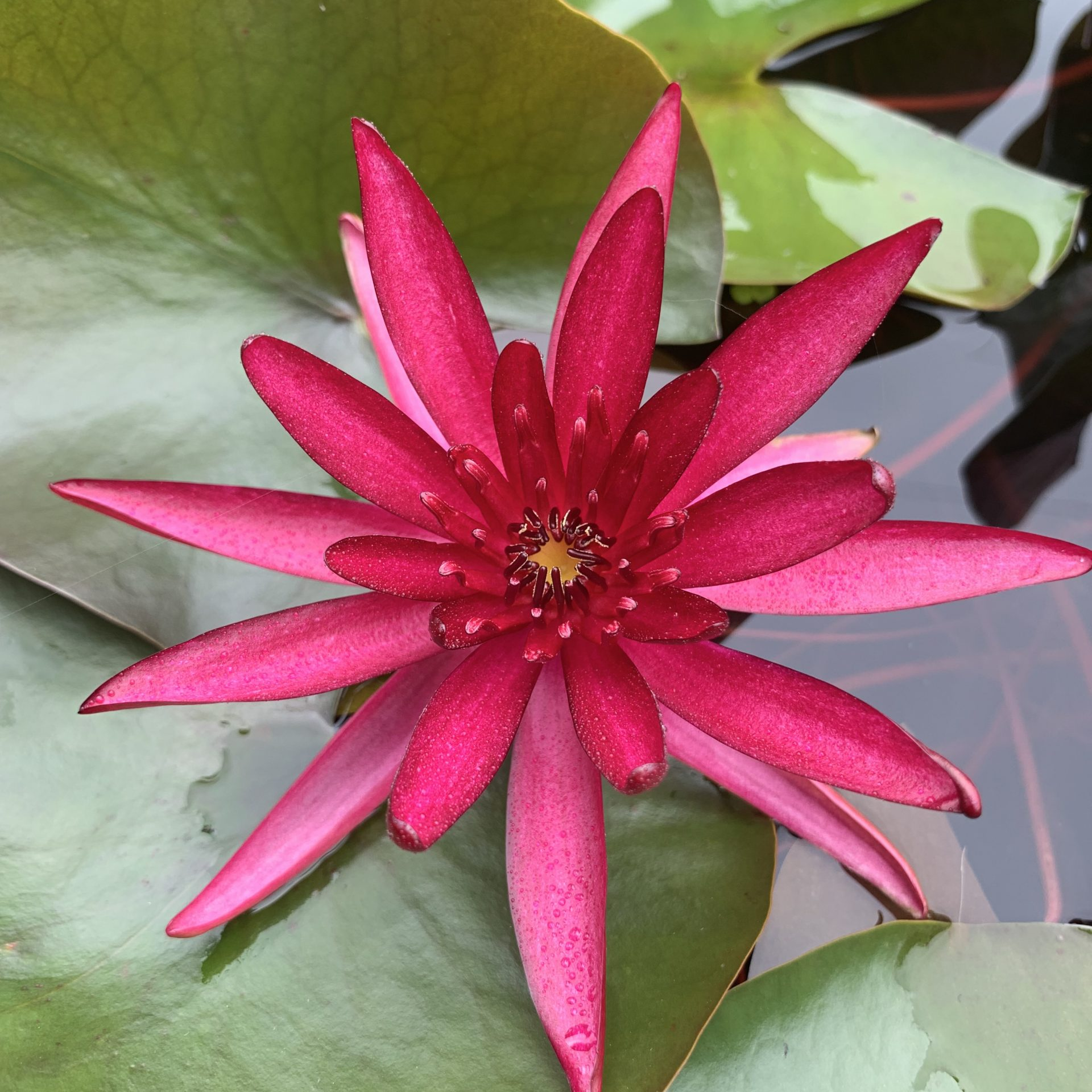 Hardy Water Lily Red 'Hidden Violet' (Nymphaea 'Hidden Violet') - 8" Pot