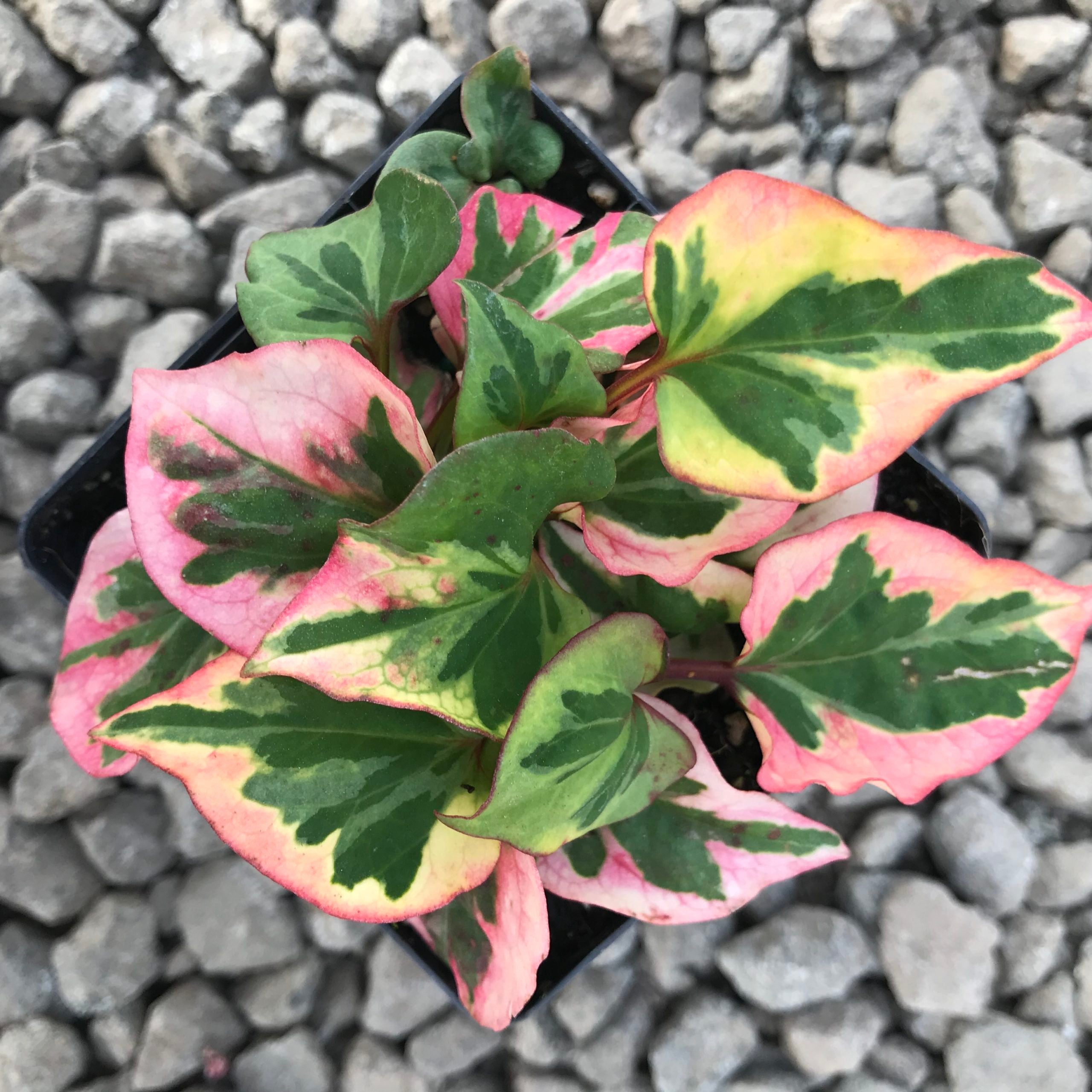 Houttuynia 'Chameleon' (Houttuynia cordata variegata)