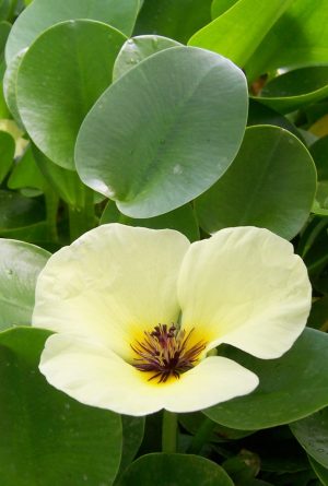 Water Poppy (Hydrocleys nymphoides)