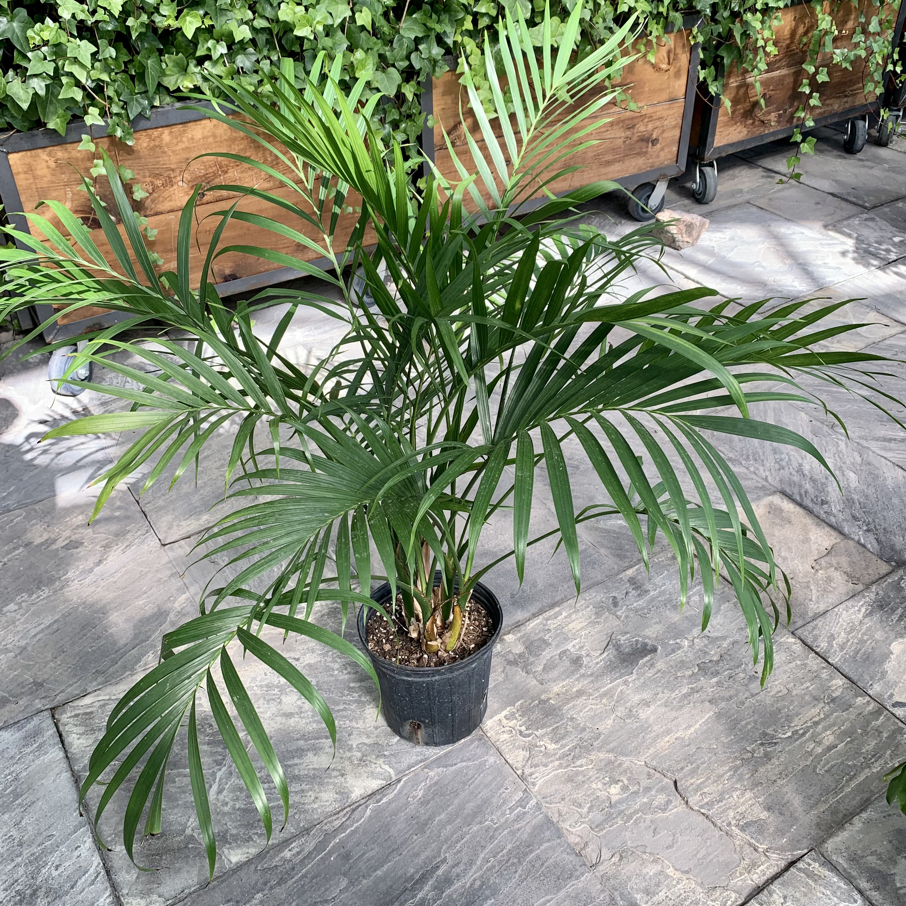 Cat Palm (Chamaedorea cataractarum)