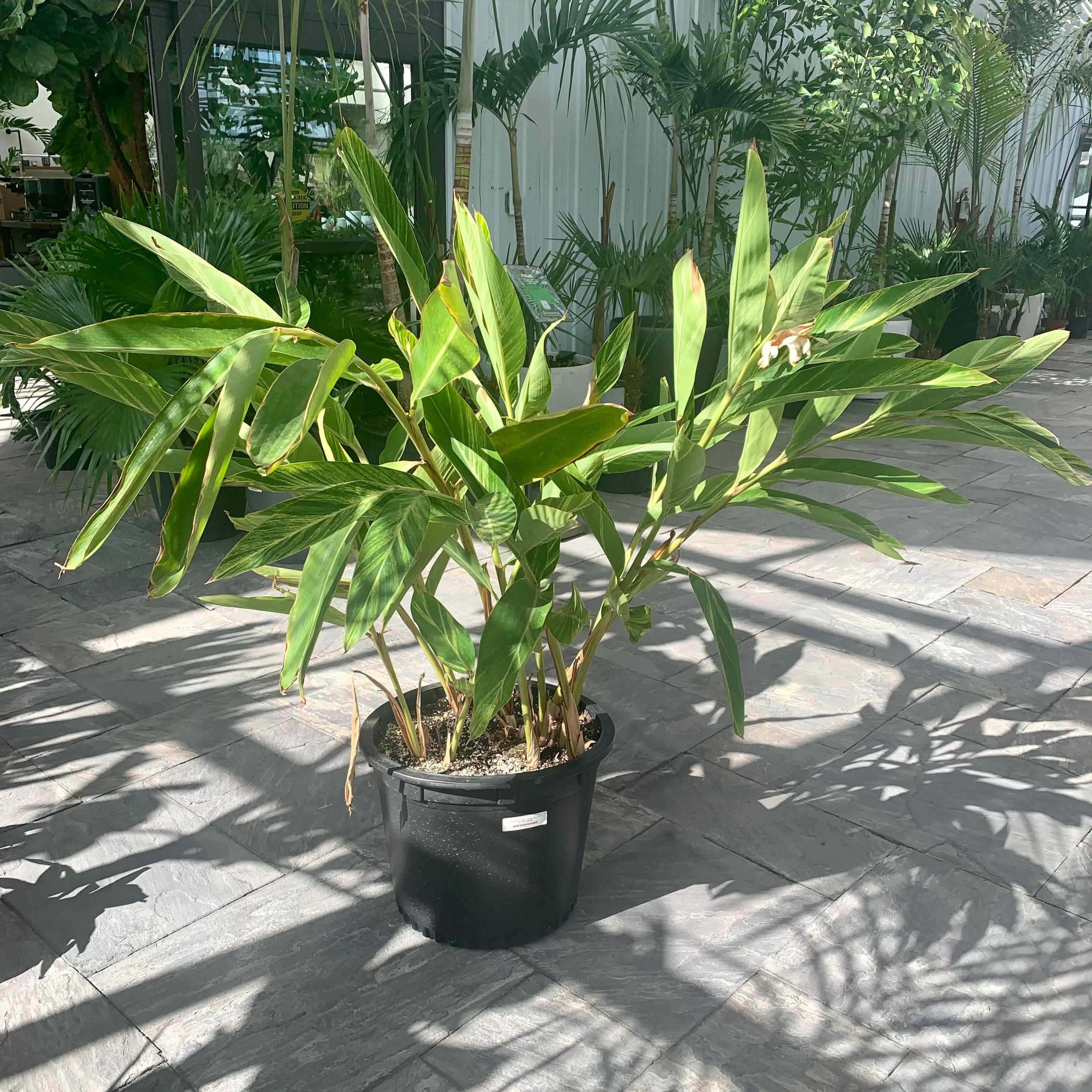 Variegated Shell Ginger (Alpinia zerumbet 'variegata')