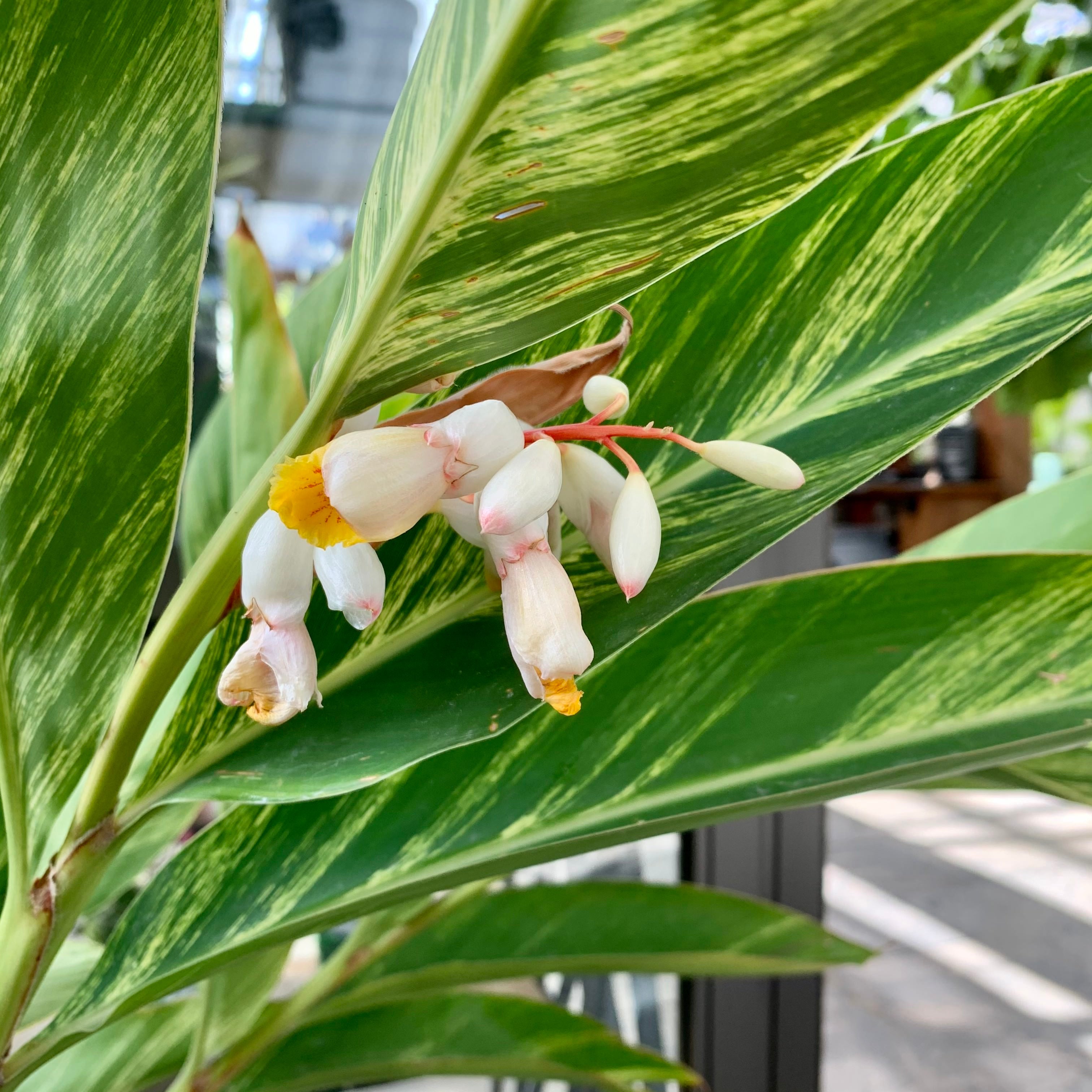 Variegated Shell Ginger (Alpinia zerumbet 'variegata')