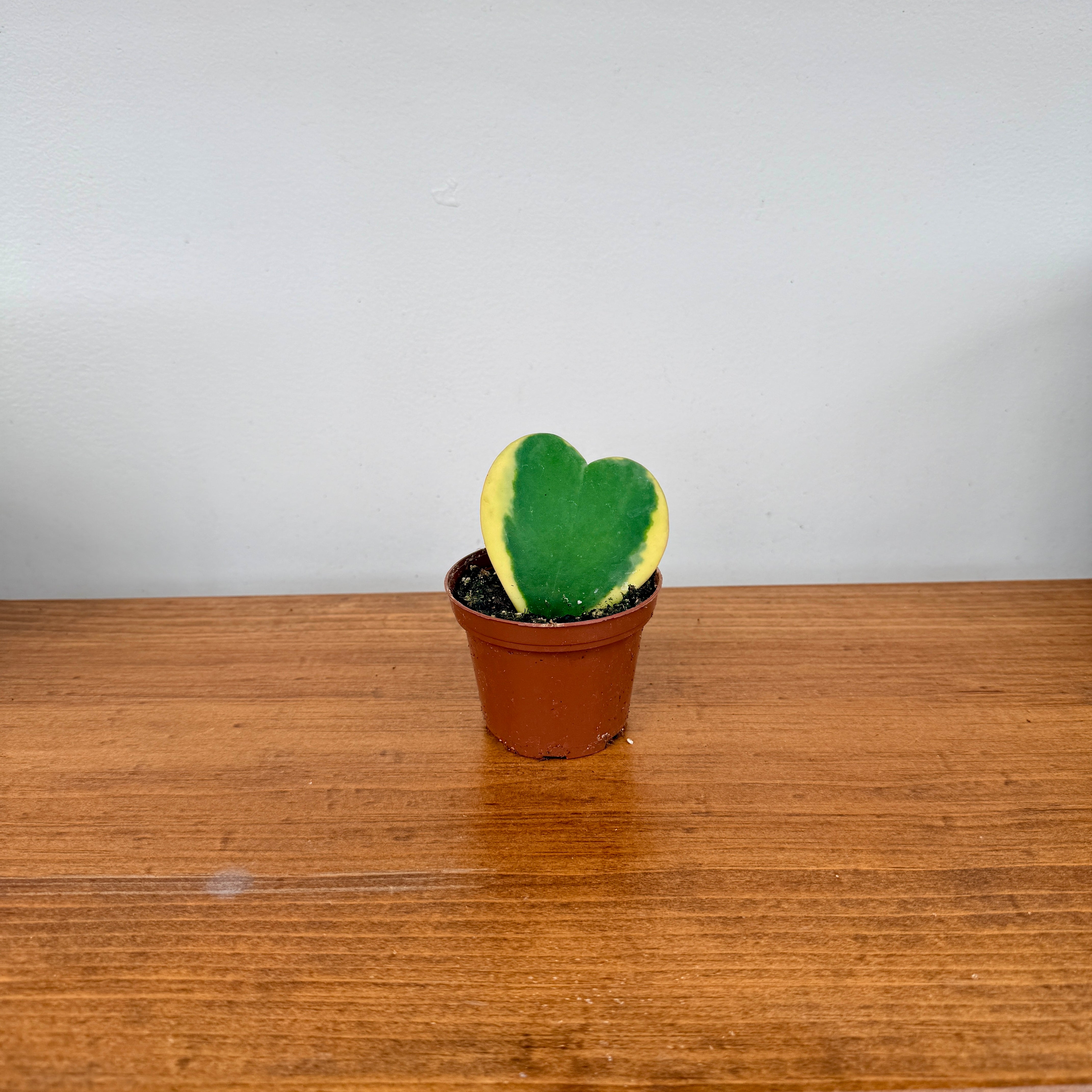 Heart Leaf Hoya (Hoya kerrii) - 2.5" Pot