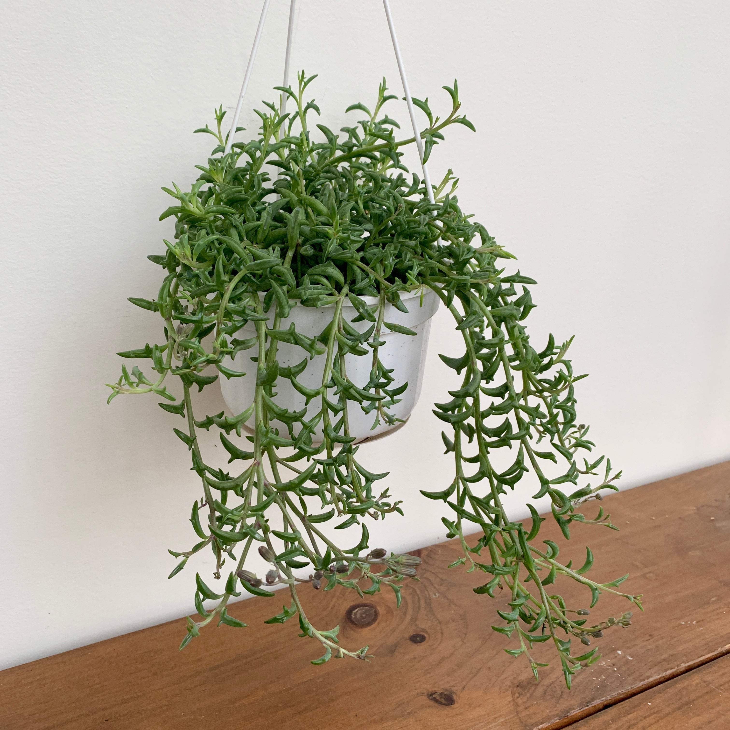 String of Dolphins (Senecio peregrinus)